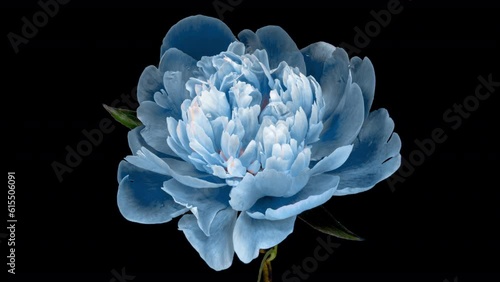 Timelapse of beautiful blue peony flower blooming on black background, close-up