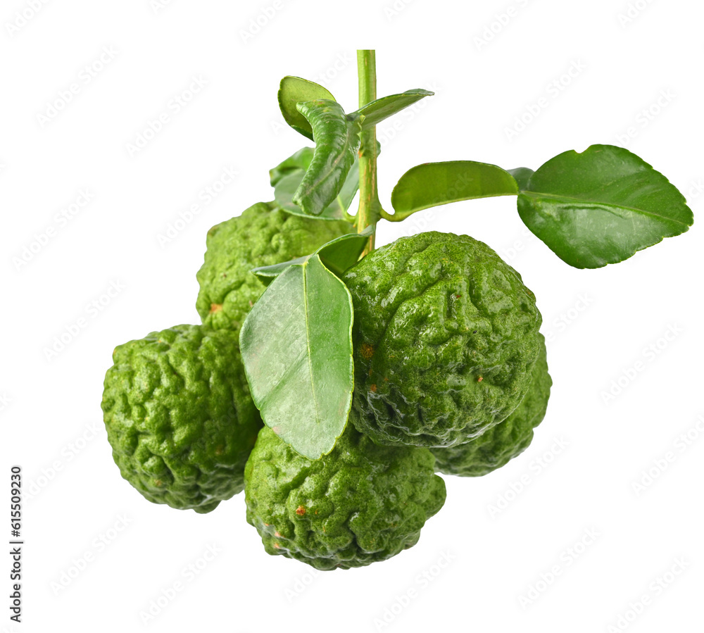 Bunch of bergamot or kaffir lime fruit on transparent png Bunch of bergamot or kaffir lime fruit on transparent png