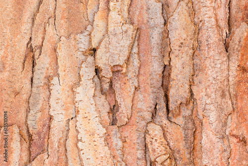 Close up of cypress tree photo