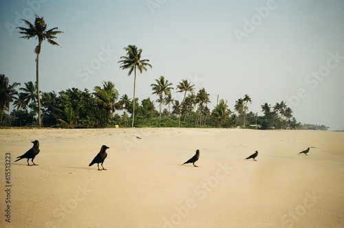 Canvas Print birds on the beach