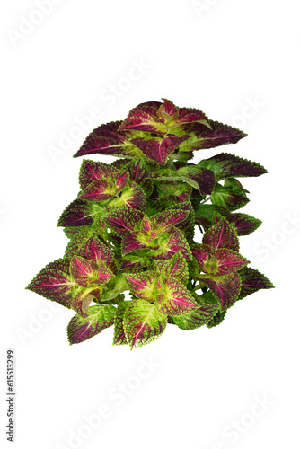 Coleus Forskohlii, Painted Nettle or Plectranthus scutellarioides is a Thai herb isolated on white background included clipping path.