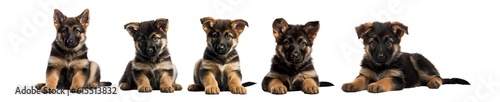 German Shepherd Puppies PNG: Captivating Clip Art Illustration for Pet-themed Posters and Stickers Cut Outs. 