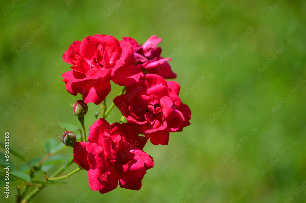 Fototapeta premium red flowers