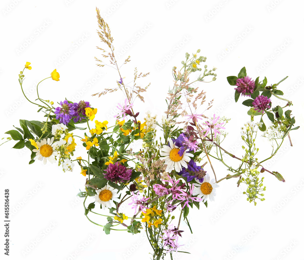 Flowering wild grass and herbs isolated on white background. Border of meadow flowers wildflowers and plants, Lotus, Chamomile, Clover, top view.