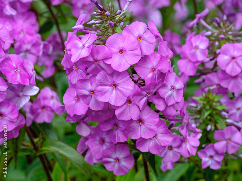 Pretty pink flowers of Phlox maculata Alpha