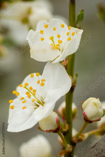 Zbliżenie białych  kwitnących kwiatów śliwy