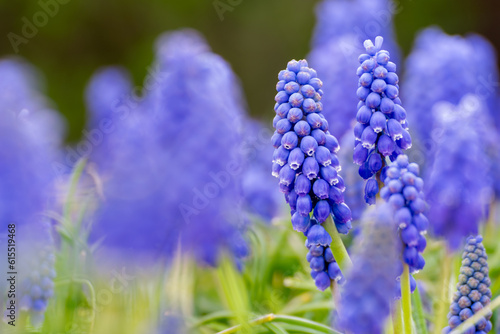 Kępa niebieskich kwiatów szafirka groniastego