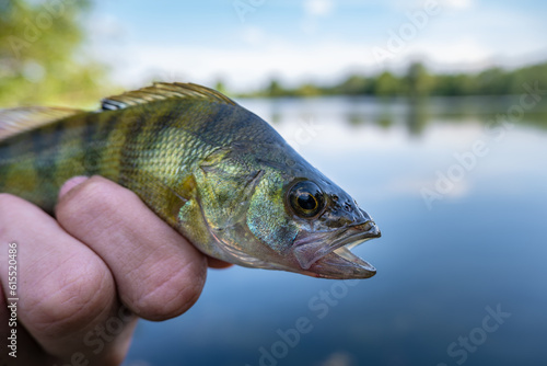 A trophy caught, a perch fish in the fisherman's hand above the water.
