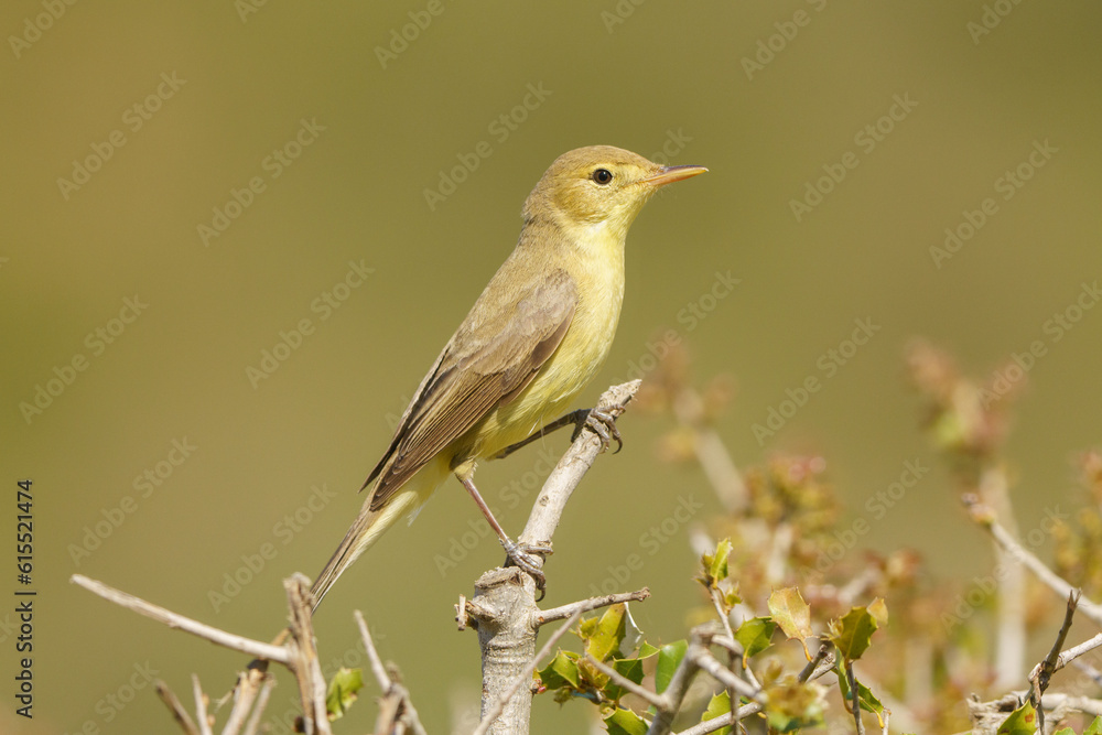 Melodious warbler (Hippolais polyglotta) hanging on a branch with out of focus background.
