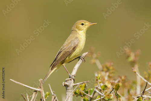 Melodious warbler (Hippolais polyglotta) hanging on a branch with out of focus background.
