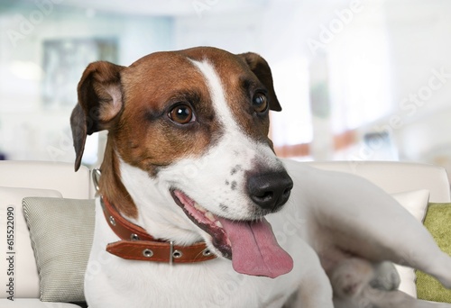 Cute young dog relaxing at home © BillionPhotos.com