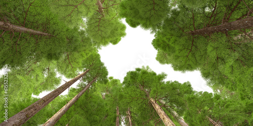 Fototapeta Naklejka Na Ścianę i Meble -  fir tree forest conifers hq arch viz cutout, lens 20 mm 3d render plants view from the ground to the top