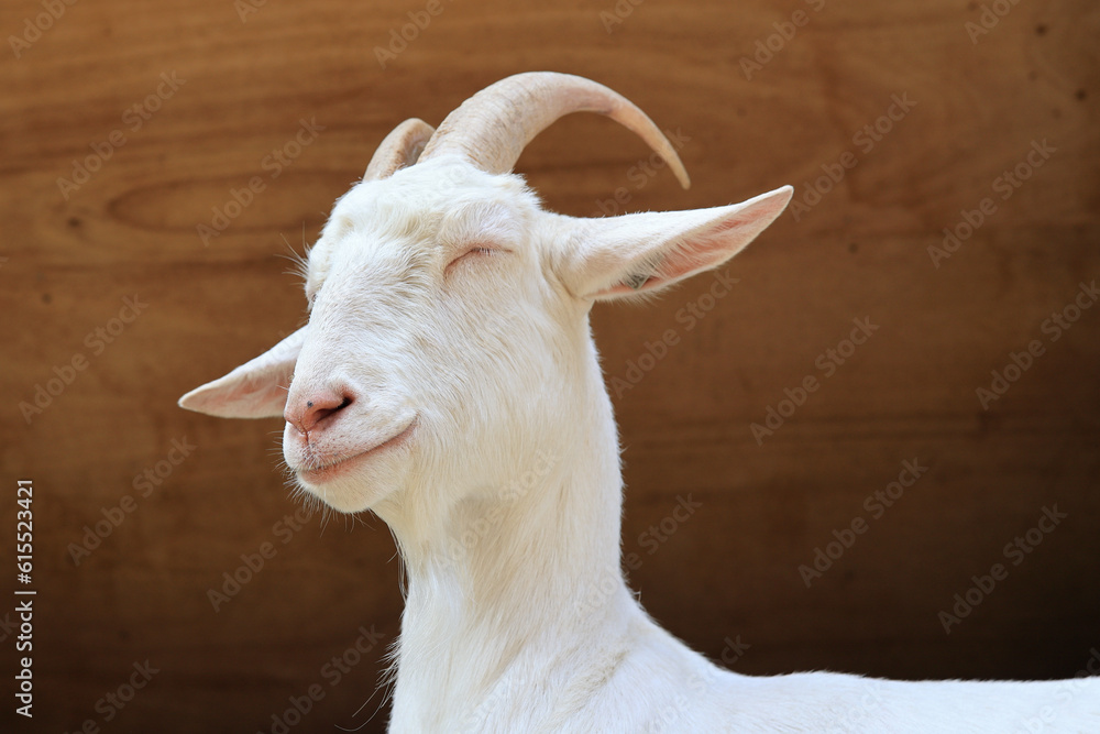 Goat at the farm near Amsterdam, The Netherlands. Farm livestock farming for the industrial production of goat milk dairy products. Goat at the farm near Amsterdam, The Netherlands. Farm livestock farming for the industrial production of goat milk dairy products.