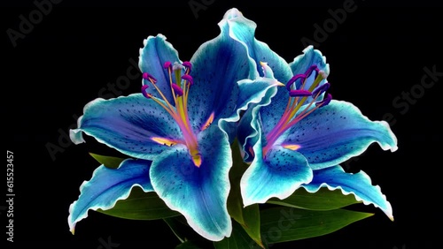 Amazing colourul Lily flower bud opening time lapse, close up, isolated on black background. 4K UHD video