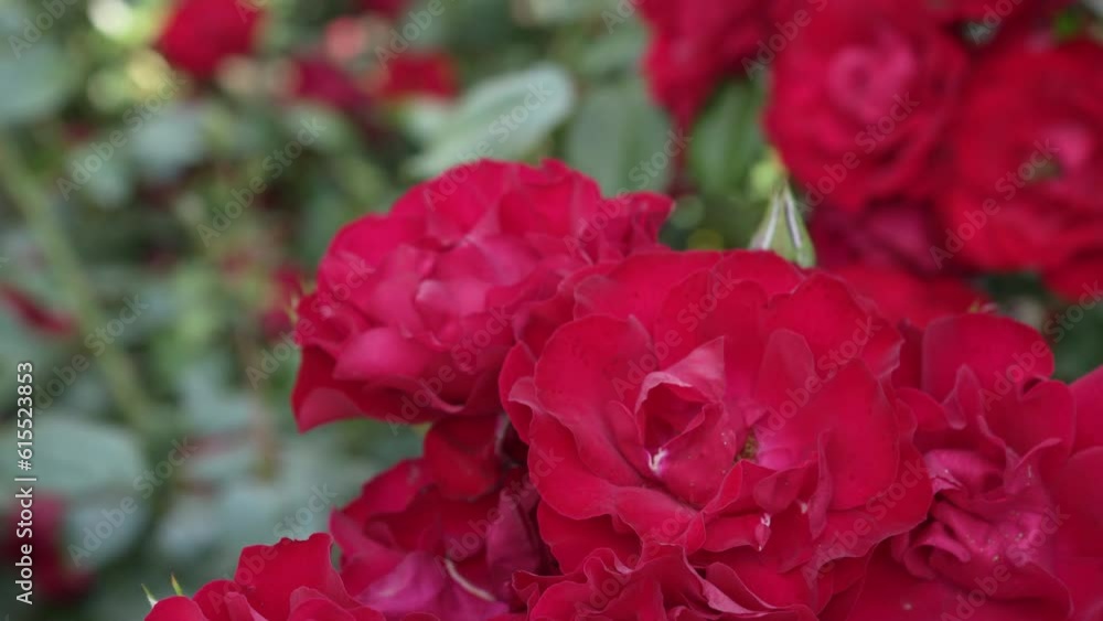 Close-up vibrant red roses in full bloom, showcasing detailed petals and lush greenery in the background. Perfect for floral designs, nature. Panorama up on a blurred background. Close-up vibrant red roses in full bloom, showcasing detailed petals and lush greenery in the background. Perfect for floral designs, nature. Panorama up on a blurred background.