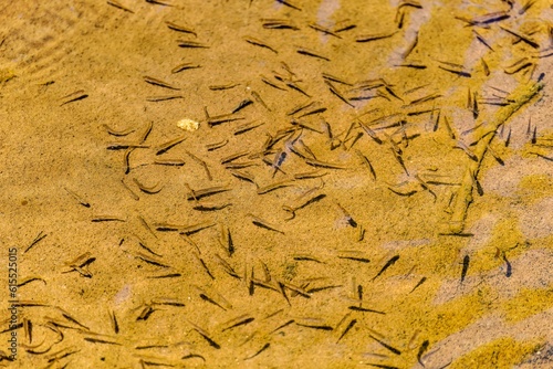 Minnow fish or salmon juvenile fish in the creek. Minnow is the common name for a number of species of small freshwater fish. photo