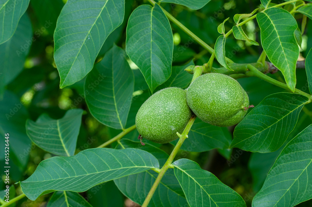 walnut tree, green unripe walnut on a branch, organic walnut plantation