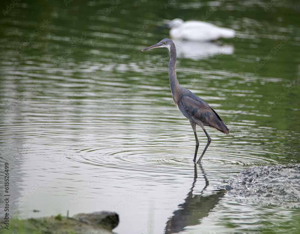 Naklejka premium A heron wading in a pond looking for some fish