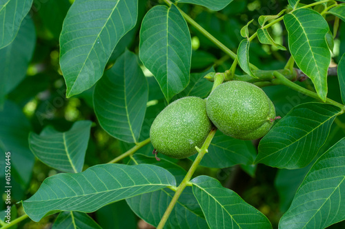 walnut tree  green unripe walnut on a branch  organic walnut plantation