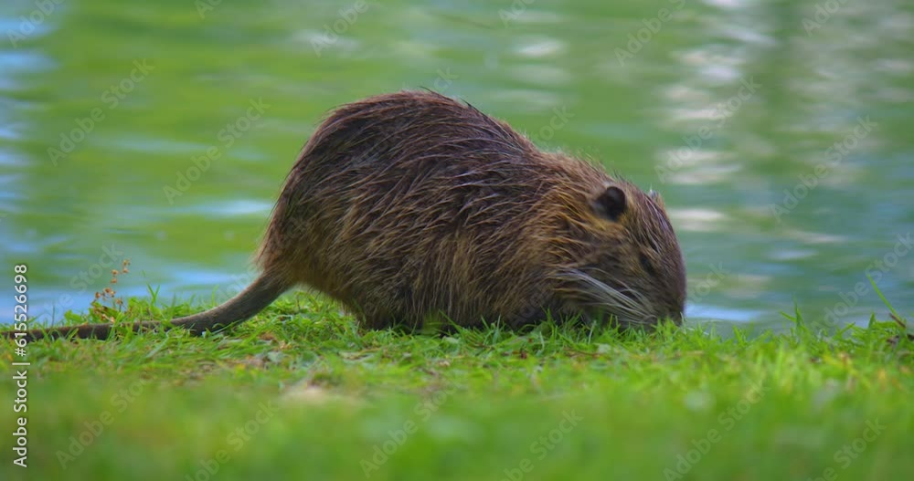 Wet water rat or muskrat crawls on land in search of food. Nutria on the green grass. Waterfowl rodent coypu. Myocastor coypu eating food near pond. Wild animal in natural habitat Wet water rat or muskrat crawls on land in search of food. Nutria on the green grass. Waterfowl rodent coypu. Myocastor coypu eating food near pond. Wild animal in natural habitat