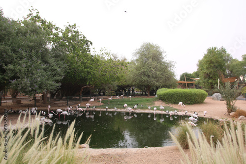 Al Ain Zoo in the summer photo