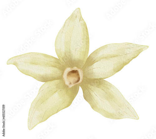 Vanilla Flower. Watercolor hand drawn illustration of herbal food spice on transparent isolated background. Drawing of blooming beige orchid for essential oil or natural cosmetic. Aromatic ingredient.