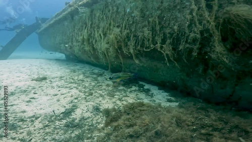 4k video of an East Atlantic Peacock Wrasse (Symphodus tinca) in the Mediterranean Sea, Malta photo