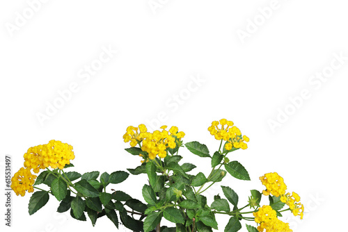 yellow West Indian Lantana camara flower isolated transparent background png