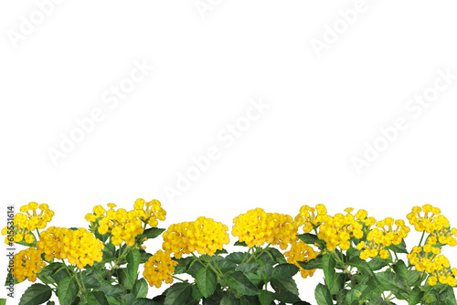 yellow West Indian Lantana camara flower isolated transparent background png