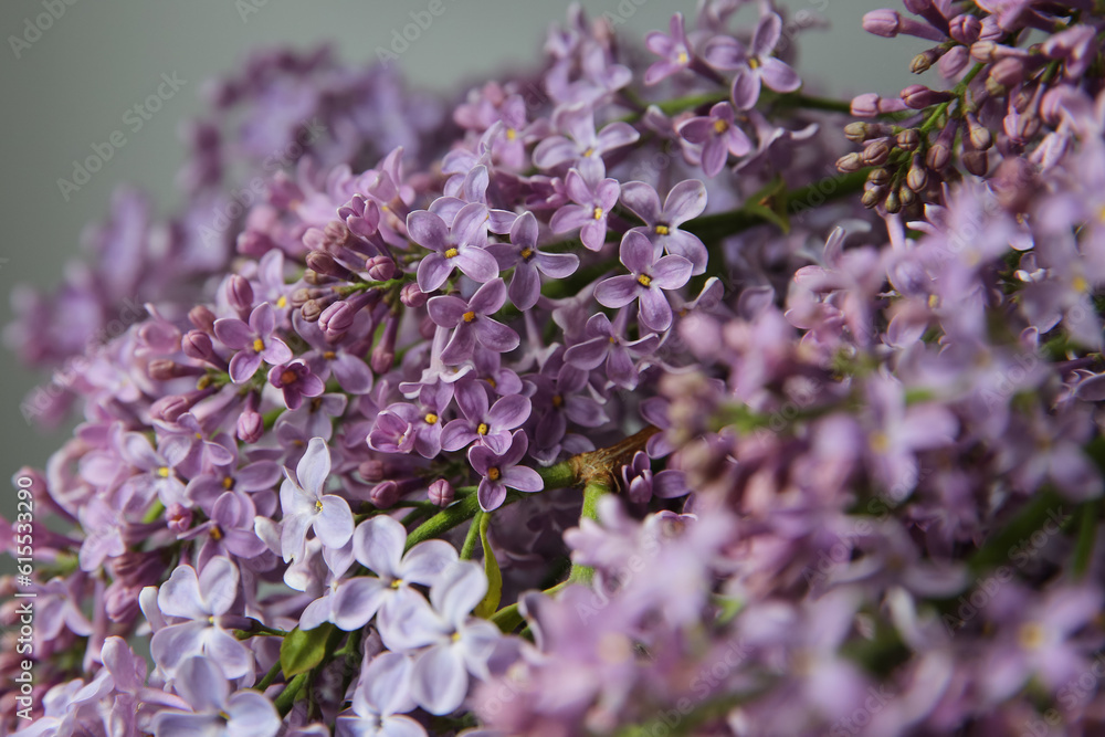 Blurry floral background.A branch of blossoming lilac (syringa) flowers. Lilac background. Lilac closeup. Blurry floral background.A branch of blossoming lilac (syringa) flowers. Lilac background. Lilac closeup.