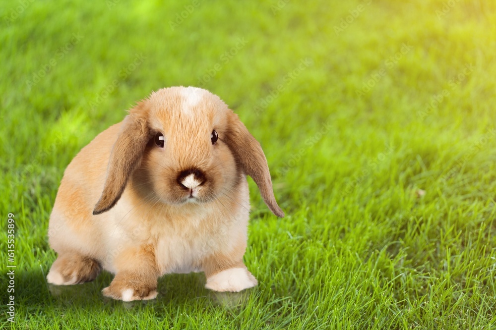 Young cute small rabbit on green grass Young cute small rabbit on green grass