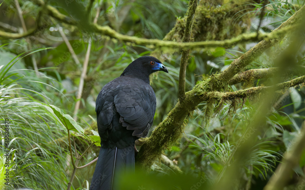 A Black Guan exploring the jungle in Costa Rica A Black Guan exploring the jungle in Costa Rica