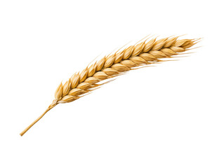 Ear of wheat spikelet isolated on transparent or white background, png