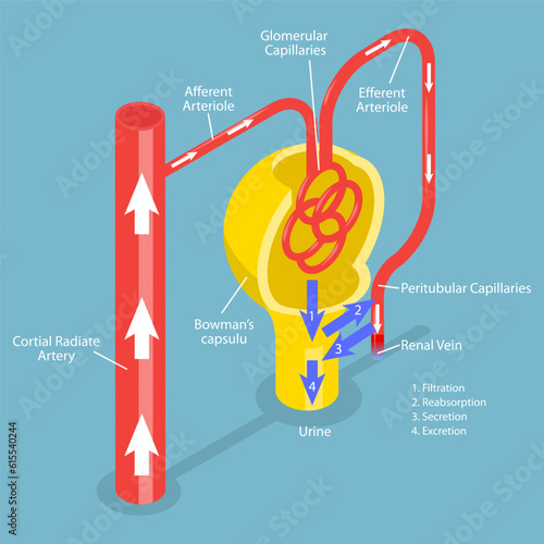 3D Isometric Flat Vector Conceptual Illustration of Formation Of Urine, Educational Diagram