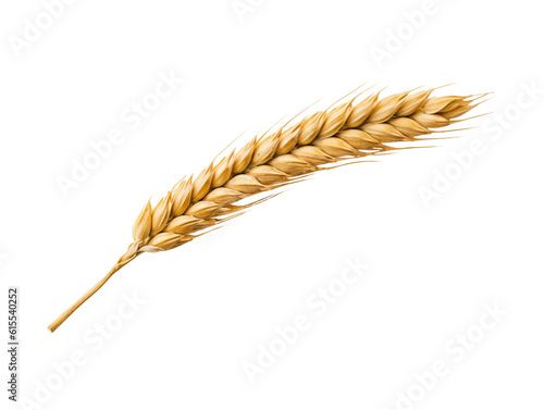 Ear of wheat spikelet isolated on transparent or white background, png