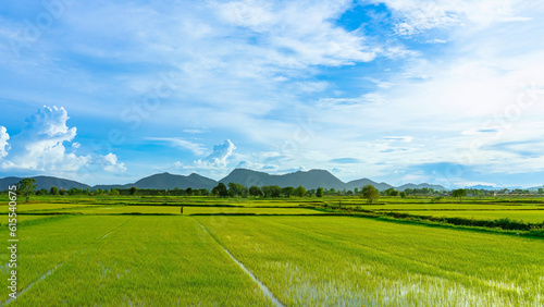 Asian male farmer with a beautiful landscape natural view of the rice fields and irrigation with mountains in the background in evening sky. Mid distance view of farmer working in rice paddy field. © JinnaritT