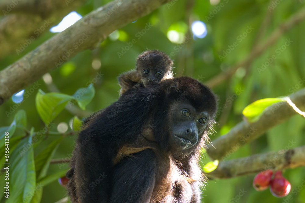 Fototapeta premium Female Howler Monkey with her baby in a Rose Apple tree in Costa Rica
