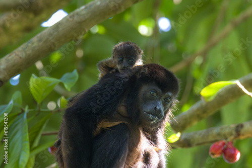 Female Howler Monkey with her baby in a Rose Apple tree in Costa Rica photo