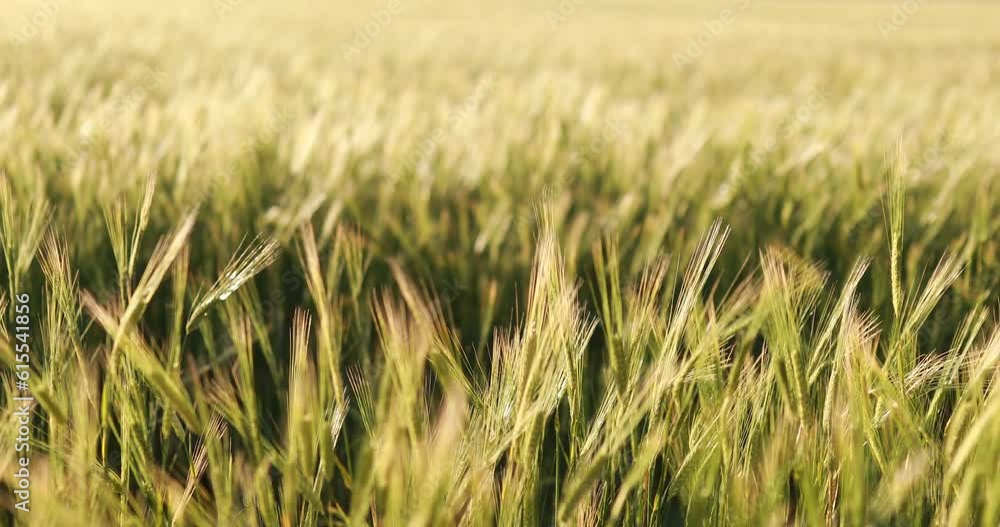 Sunset Over The Wheat Field Green wheat field swaying in the breeze under a blue sky Waltz of the wheat field grass wind First Dance Choreography Sunset Over The Wheat Field Green wheat field swaying in the breeze under a blue sky Waltz of the wheat field grass wind First Dance Choreography