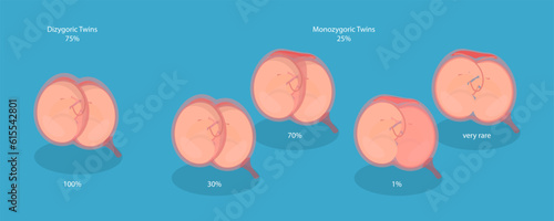 3D Isometric Flat Vector Conceptual Illustration of Embryo In Womb, Anatomy of Abdomen with Twins