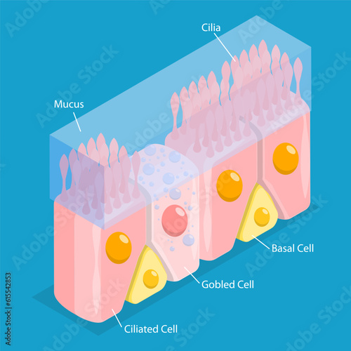 3D Isometric Flat Vector Conceptual Illustration of Nasal Mucosa Cells, Medical Educational Diagram