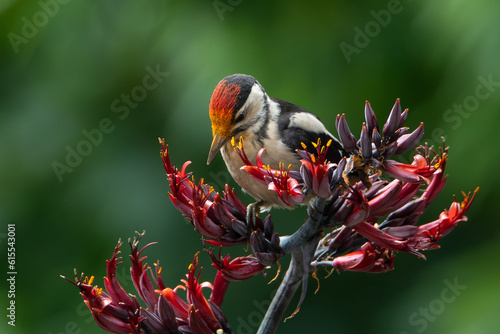 Pic Epeiche sur des fleurs de Phormium Tenax photo