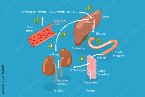 3D Isometric Flat Vector Conceptual Illustration of Heme Catabolism, Educational Diagram