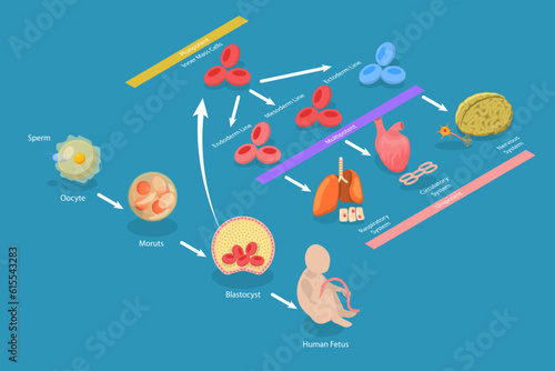 3D Isometric Flat Vector Conceptual Illustration of Totipotent Cells, Educational Scheme