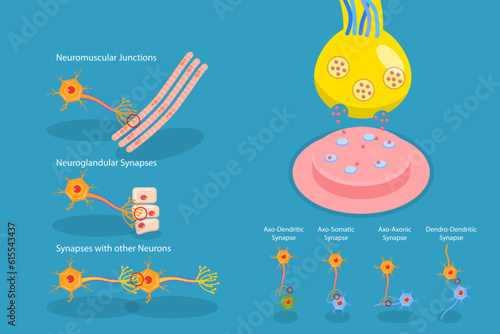 3D Isometric Flat Vector Conceptual Illustration of Synapse, Neuromuscular Junction