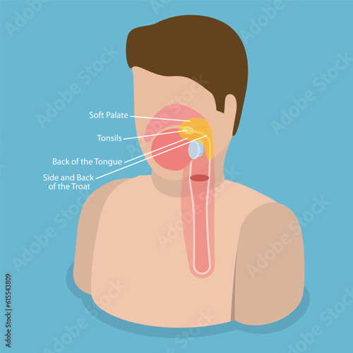 3D Isometric Flat Vector Conceptual Illustration of Oropharynx, Educational Schema photo
