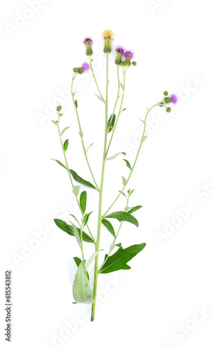 Flowering Creeping Thistle  Cirsium Arvense  isolated on white background. Commonly known as Canada thistle and field thistle.