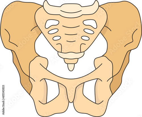 pelvis  icon