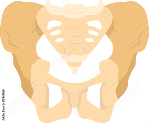 pelvis  icon