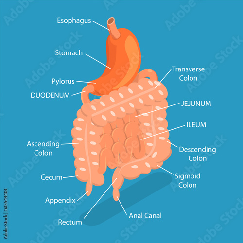 3D Isometric Flat Vector Conceptual Illustration of Gastrointestinal Tract, Intestine Health